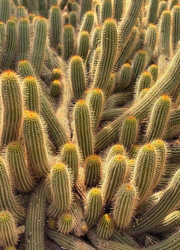 Jardin Majorelle 