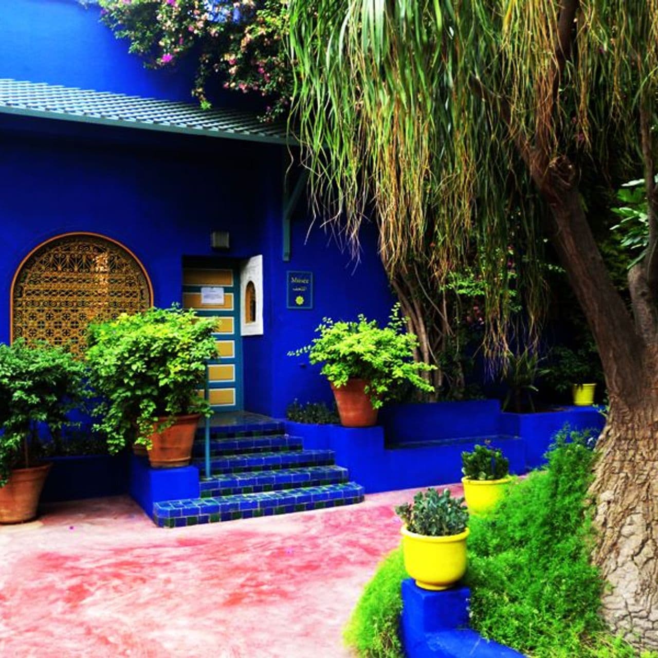 Majorelle garden: a guided tour among palms and bamboos...