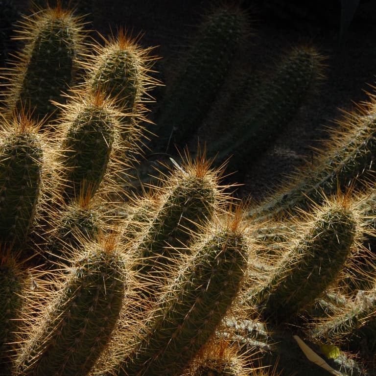 cactus