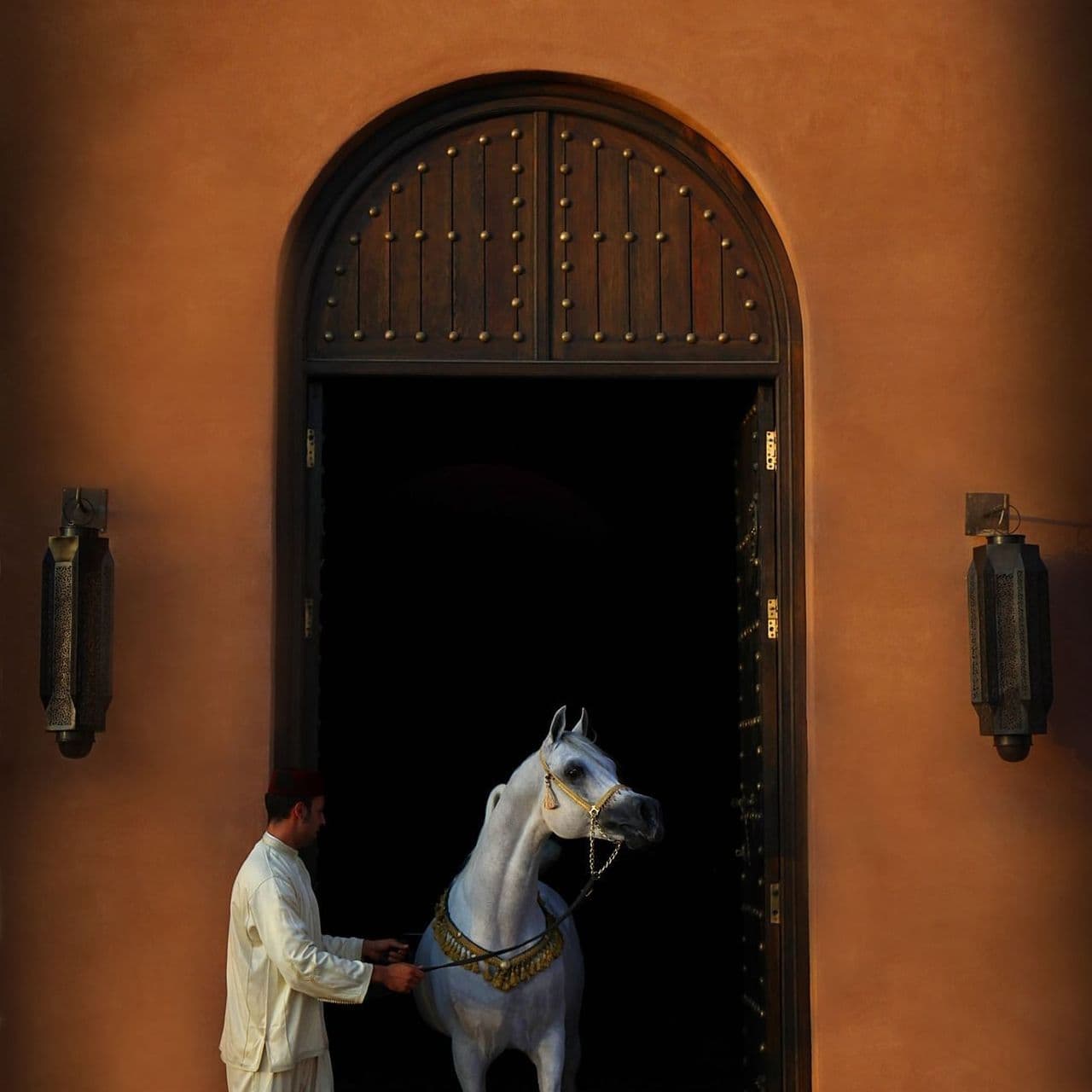 selman marrakech arabian horses