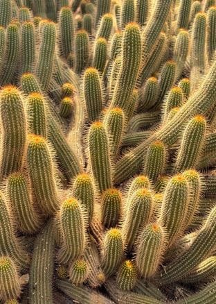 jardin_majorelle_image