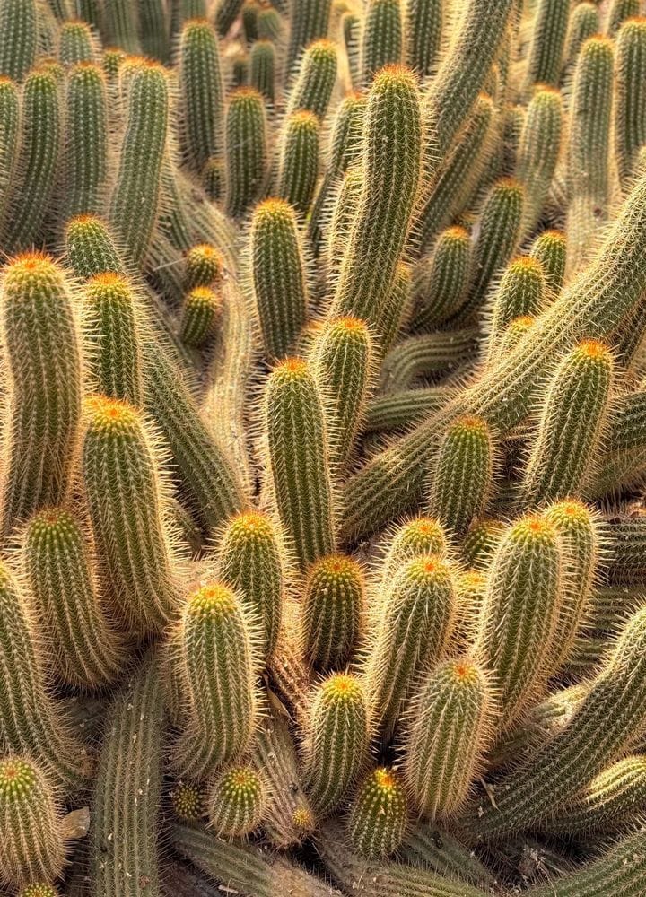 jardin_majorelle_image